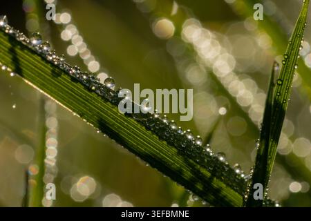 Photographie macro abstraite de gouttelettes de rosée sur lame d'herbe avec fond bokeh étincelant, Royaume-Uni Banque D'Images