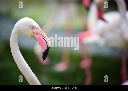 Gros plan d'un flamant rose avec un cou incurvé et un bec noir. L'arrière-plan flou montre d'autres flamants roses dans les zones humides. Flamingo semble calme et Banque D'Images