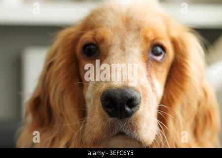 Adorable English Cocker Spaniel regardant dans l'appareil photo avec de beaux yeux sombres Banque D'Images
