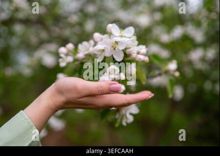 Un gros plan détaillé d'une main féminine avec manucure soignée tenant une branche de délicates fleurs de pommier blanc dans un verger de printemps ensoleillé concept de BE Banque D'Images