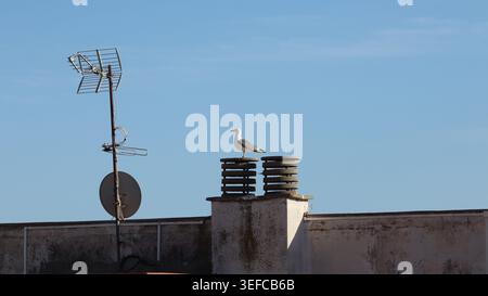 Une mouette blanche perchée sur une structure de cheminée d'un bâtiment résidentiel à côté d'une antenne de télévision contre un ciel bleu clair. Banque D'Images