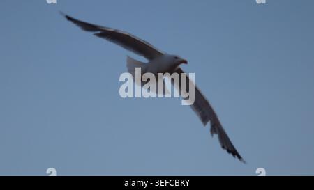 Gros plan à faible angle d'une grande mouette planant gracieusement avec des ailes larges étendues contre un ciel crépusculaire. Banque D'Images