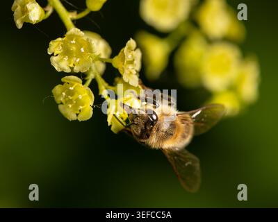 Abeille miel Apis mellifera travaille jaune grappe de fleurs de Mahonia au printemps Une abeille miel occidentale Apis mellifera aux yeux sombres brillants travaille le petit jaune Banque D'Images