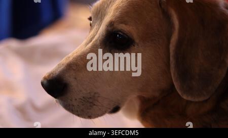 Portrait de profil de côté en gros plan d'un adorable chien Beagle regardant calmement loin dans un éclairage intérieur chaud et doux. Banque D'Images