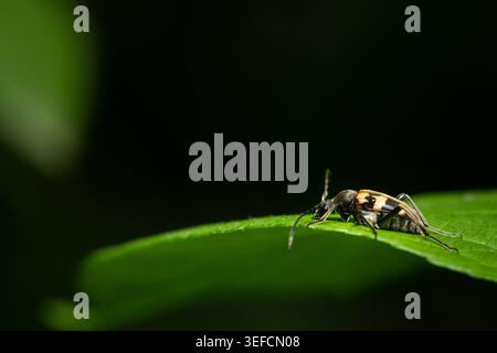 Coléoptère jaune noir Pachytodes cerambyciformis sur feuille verte coléoptère jaune et noir Pachytodes cerambyciformis avec de longues antennes Banque D'Images