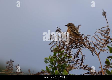 Portrait artistique d'un jeune stonechat européen (Saxicola rubicola) perché sur une branche dans le paysage brumeux des Asturies, Espagne Banque D'Images