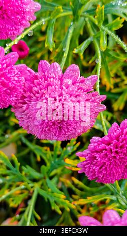 Plan détaillé de chrysanthèmes roses avec gouttelettes d'eau. Un éclairage doux et diffus rehausse les textures des pétales et de la verdure. Concentrez-vous sur la fraîcheur ; p Banque D'Images