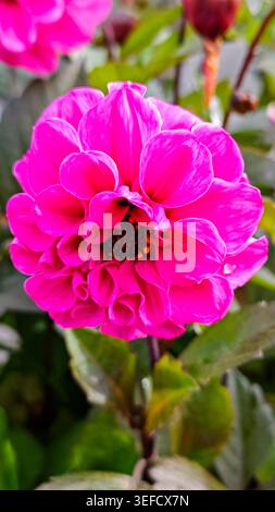 Plan détaillé d'un dahlia rose éclatant. Présente des pétales brillants et des feuilles vert foncé. Se concentre sur les détails floraux, capturant des textures pour le bien-être, natu Banque D'Images