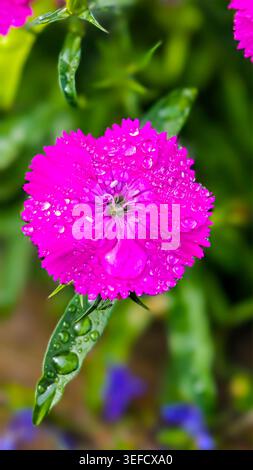 Macro Shot présente des textures vibrantes sur la fleur de dianthus recouverte de gouttelettes d'eau. La lumière naturelle améliore les détails de la tête florale. Adapté à la nature Banque D'Images