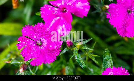 Macro Shot présente des fleurs de dianthus rose éclatantes avec de nombreuses gouttelettes d'eau sur les pétales et les feuilles. Éclairage doux. Concept de fraîcheur parfait pour le gardeni Banque D'Images