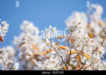 Fleur de serviceberry Amelanchier avec des feuilles de cuivre, fond de ciel bleu, début du printemps Banque D'Images