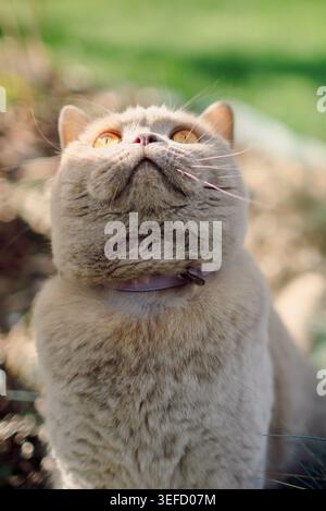 Chat droit écossais moelleux de près dans la cour extérieure Banque D'Images