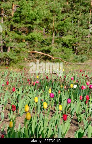 Champ de tulipes coloré de tir vertical large dans le parc avec fond de forêt de pins Banque D'Images