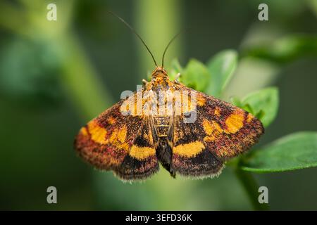 Un petit papillon de menthe Pyrausta aurata étend ses ailes orangées à motifs noir et rouge sur une plante verte fraîche dans un jardin d'été. Banque D'Images
