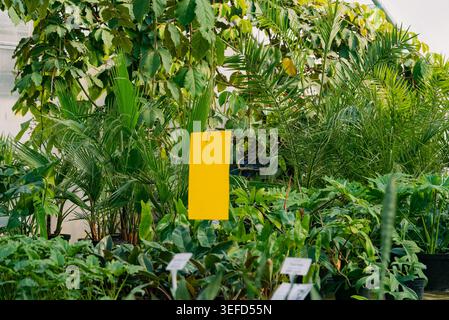 Piège collant jaune surveillant et gérant les insectes volants nuisibles dans une serre humide remplie de diverses plantes tropicales vertes, mettant en évidence les pratiques de gestion durable des insectes nuisibles en horticulture Banque D'Images