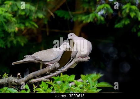 Deux colombes à col perchées sur des branches dans un jardin avec fond sombre et feuillage vert doux au printemps Banque D'Images