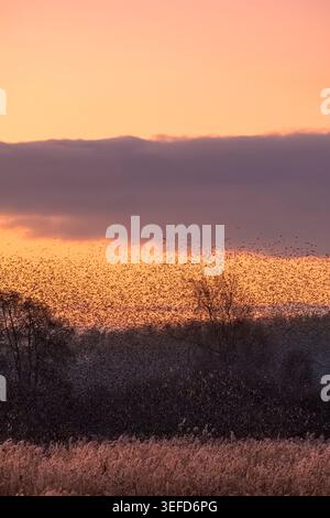 Troupeau d'étourneaux (Sturnus vulgaris) s'élevant de roseaux congelés à l'aube contre un ciel chaud au lever du soleil, Ham Wall, Somerset Levels, Angleterre, Royaume-Uni, hiver Banque D'Images