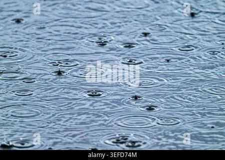 Gouttes de pluie formant des ondulations répétitives à travers la surface de l'eau à Ham Wall, Somerset Levels, Royaume-Uni Banque D'Images