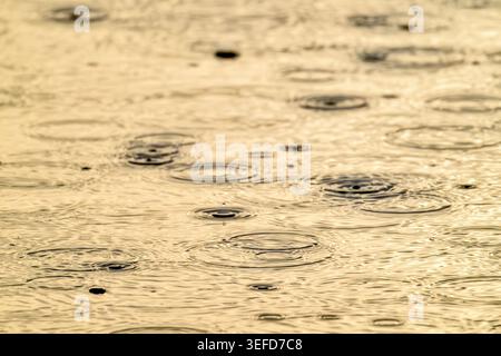 Pluie abondante avec des gouttes de pluie rebondissant sur l'eau, avec des ondulations dorées au lever du soleil, Ham Wall, Somerset Levels, Royaume-Uni Banque D'Images