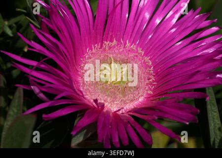 Figues Hottentot (Carpobrotus edulis). St Martin's, îles Scilly, Royaume-Uni Banque D'Images