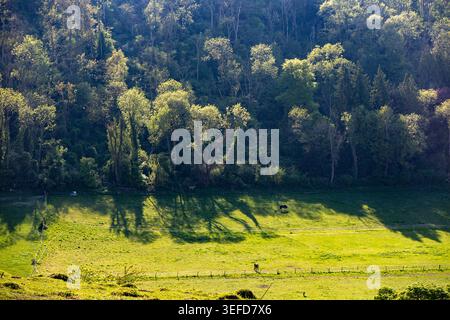Un cheval solitaire dans un champ sur les South Downs, Sussex, Angleterre, Royaume-Uni Banque D'Images