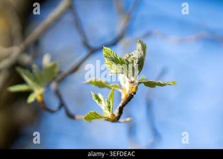 Des feuilles de printemps fraîches émergent sur les branches suédoises à faisceau blanc (Scandosorbus intermedia) dans une lumière matinale douce, capturées avec une faible profondeur de champ. Banque D'Images