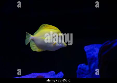 La tang jaune, scientifiquement connue sous le nom de Zebrasoma flavescens, brille par sa couleur dorée intense alors qu'elle nage parmi les formations complexes d'un cora Banque D'Images