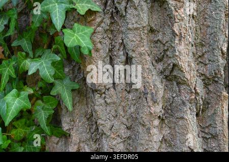 Gros plan lierre sur écorce d'arbre révélant des sillons profonds, des feuilles brillantes, des taches de lichen, de l'humidité fraîche, une texture tactile, atmosphère intime des bois, habitat Banque D'Images