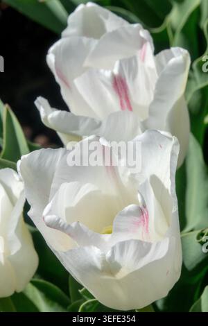Fleur rougie blanche et rose de Triumph Tulip Tulipa 'Kyoko Takahashi' dans un jardin de printemps Banque D'Images