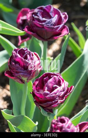 Fleurs doubles violettes foncées de double Late Tulipa 'Black Canyon' dans un jardin de printemps Banque D'Images