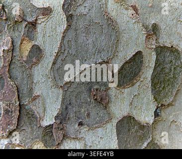 Gros plan d'une texture de tronc de platane mettant en évidence les motifs détaillés et les variations de couleur de l'écorce, soulignant sa beauté naturelle et unique Banque D'Images