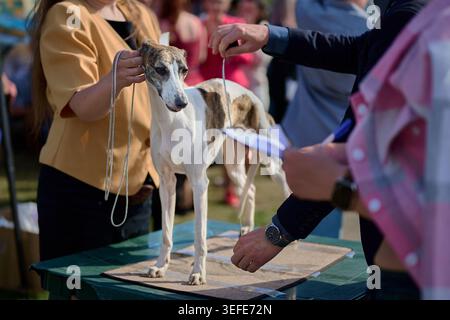 Un beau chien Whippet se tient sur une table tandis qu'un juge examine attentivement sa conformation lors d'une exposition canine en plein air. Le manipulateur maintient sa pose Banque D'Images