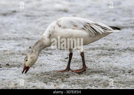 Recherche de l'oie des neiges sur la glace au lagon de Westchester dans le centre-sud de l'Alaska. Banque D'Images