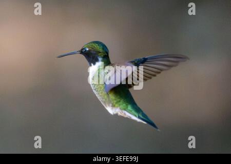 Ruby jette un colibri mâle planant Banque D'Images