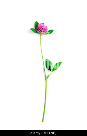 Fleur de trèfle rose isolée sur fond blanc. Banque D'Images