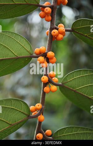 Figue à feuilles de Shaggy ou figue villeuse, Ficus villosa, Moraceae. Asie du Sud-est. Banque D'Images