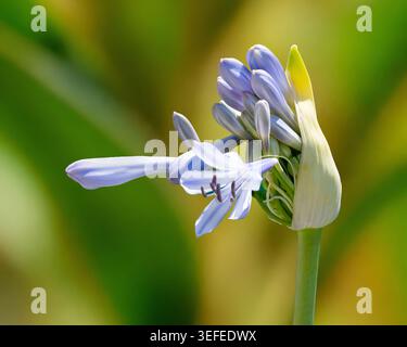 Gros plan de la vue de l'ouverture de la gousse de fleur d'agapanthus avec la première ouverte à la lumière naturelle Banque D'Images