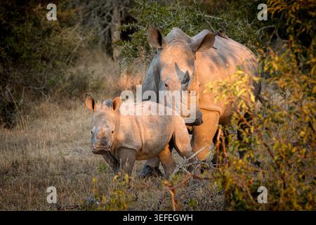 Rhinocéros blancs à Mala Mala Private Game Reserve en Afrique du Sud. © Copyright Stu porter African photo Safaris Banque D'Images