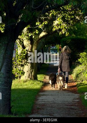 Femme promenant deux chiens sur Bay Avenue bordée d'arbres à Greenport, New York. Banque D'Images