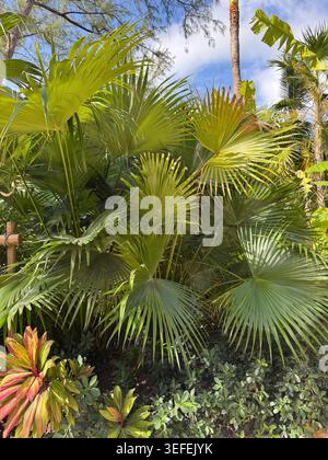 Des palmiers verts luxuriants poussant densément sous un ciel bleu vif sur une île tropicale. Banque D'Images
