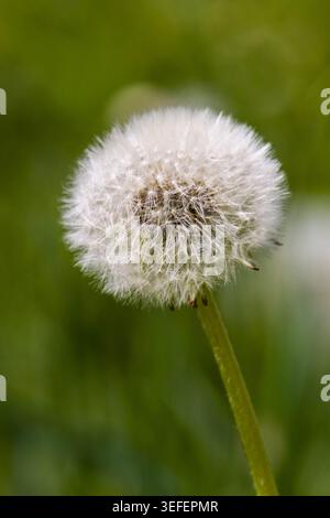 Photographie macro verticale détaillée d'un bouffball de pissenlit blanc délicat dans un pré vert au printemps. Les fines structures de graines pelucheuses sont highlig Banque D'Images