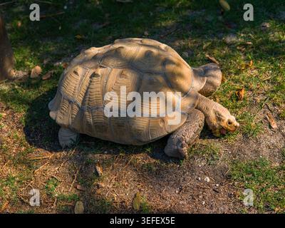 Une énorme tortue africaine adulte avec une lourde carapace à motifs ouvre sa bouche, révélant une langue visible, pour manger de l'herbe dans un parc en plein air. Banque D'Images