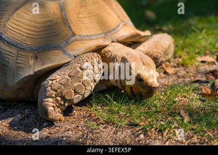 Macro-portrait en gros plan d'une énorme tortue africaine ouvrant ses mâchoires pour mâcher de l'herbe verte sur le sol dans un parc en plein air. Banque D'Images