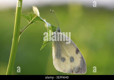 Papillon chou (Pieris brassicae), papillon, rosée, plante, le papillon est assis avec des ailes fermées sur une feuille Banque D'Images