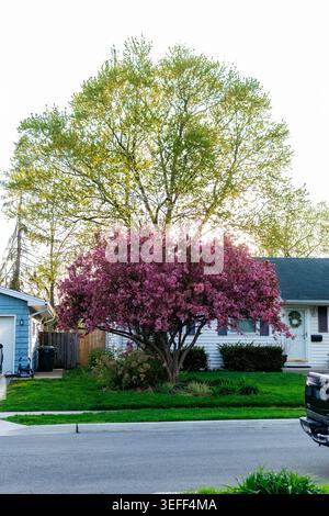 Un grand arbre avec des fleurs roses remplit la cour avant d'une maison. Le soleil brille et les feuilles vertes sont visibles. À proximité, un garage bleu se dresse à côté Banque D'Images