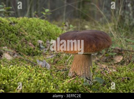 Champignon comestible poussant dans la mousse, dans la forêt par une journée ensoleillée Banque D'Images