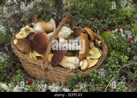 Panier en osier plein de différentes sortes de champignons comestibles dans la forêt Banque D'Images