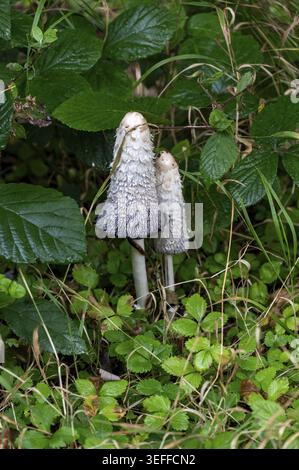 Deux champignons s'élèvent du sol entourés de feuilles vertes et de petites plantes dans une zone boisée après de récentes pluies. La scène montre le grognement naturel Banque D'Images