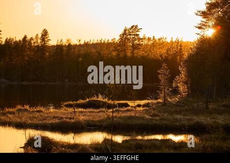 Le dernier soleil de la journée baigne une scène de lac tranquille dans la lumière dorée en Suède Banque D'Images