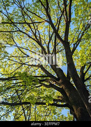 Couvert d'arbre ensoleillé avec des feuilles de printemps vertes fraîches. Vue en bas angle d'un grand arbre avec des branches tentaculaires, une écorce de tige sombre et des feuilles vertes éclatantes. Banque D'Images